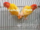 Home Breed Lutino Opaline Lovebird Baby's
