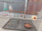 Home Breed Running Albino Budjiegar Bird with Full Setup