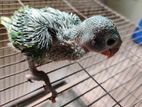 Homebred Indian Ringneck Tame Size Baby