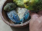 Homebreed budgie/ Budgerigar baby