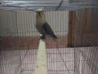 Homebreed Lovebirds For Sale