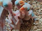 Homebreed Ringneck Parrot Baby