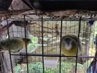 Horial Adult Pair