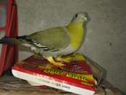 BIRD FOR SALE
