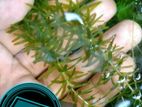 Hornwort, Denca Plant's