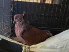 House pigeon