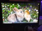 Hp 19' Monitor