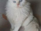 Hqpb semi adult blue eyes female