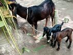 হরিয়ানা জাতের ছাগল বিক্রয়