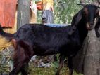 হরিয়ানা ক্রস ছাগল