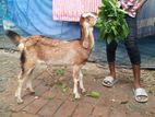 হরিয়ানা ক্রস মায়া বাচ্চা।