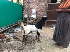 হরিয়ানা ক্রস পাঠা বাচ্চা