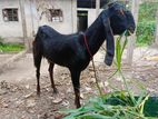 Goat for sell