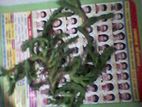 Huernia Macrocarpa cactus 4 sell