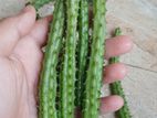 Huernia Macrocarpa Cactus cutting 1pcs