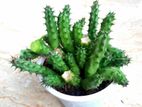 Huernia Macrocarpa Cactus for Sale
