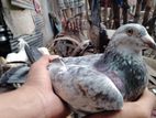 huma pigeon pair for sell