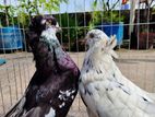Hungarian House Pigeon
