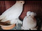 Hungarian house pigeon pair