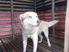 Husky Blue Eyes (female)