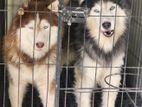 Husky Breeding Pair