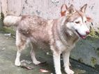 Husky Dog Female