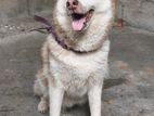 Husky dog female