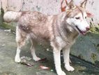 Husky dog