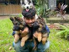 Husky Puppy