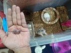 হ্যামস্টার (Hamster)