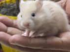 হ্যামস্টার/ Hamster