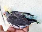 হ্যান্ট ফিট বেবি টা সেল করা হবে