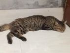 Hybrid cat