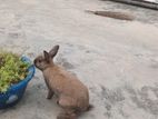 hybrid rabbit for sell