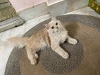 Hybrid triple cote Persian Cat