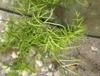 Hygrophila difformis