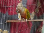 Hyper double red factor pineapple conure