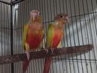 Hyper Sun chick conure breeding pair dna available