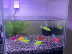 I Want Sell My Fish Aquarium