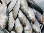 ইলিশ / ILISH