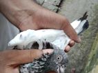 ইমার্জেন্সি ২ পিস মাদি ও ১ নর বিক্রি হবে