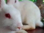 rabbit for sell