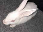 Rabbit Sell