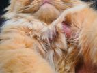 cat for sell