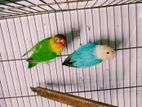 Bird sale
