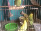 Bazigar birds for sell