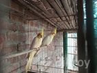 রানিং লুটিনো কোকাটেল পাখি বিক্রি করা হবে