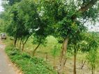 ইমারজেন্সী পাকা রাস্তার সাথে ৬ শতাংশ জমি বিক্রি করা হবে।