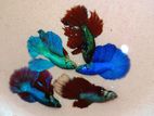 Import quality betta fish for sell.