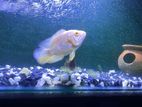 imported albino 6+ inch Oscar fish